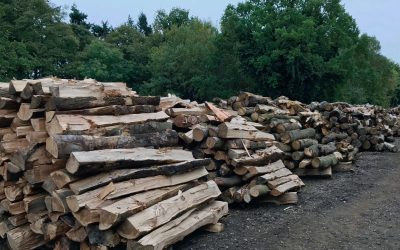 Feeling good, cuttin’ wood!